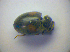  ( - BC ZSM COL 03184)  @11 [ ] CreativeCommons - Attribution Non-Commercial Share-Alike (2012) Zoologische Staatssammlung Muenchen SNSB, Zoologische Staatssammlung Muenchen