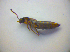  ( - BC ZSM COL 03201)  @11 [ ] CreativeCommons - Attribution Non-Commercial Share-Alike (2012) Zoologische Staatssammlung Muenchen SNSB, Zoologische Staatssammlung Muenchen