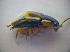  ( - BC ZSM COL 03221)  @12 [ ] CreativeCommons - Attribution Non-Commercial Share-Alike (2012) Zoologische Staatssammlung Muenchen SNSB, Zoologische Staatssammlung Muenchen