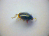  ( - BFB_Col_FK_3363)  @12 [ ] CreativeCommons - Attribution Non-Commercial Share-Alike (2012) Zoologische Staatssammlung Muenchen SNSB, Zoologische Staatssammlung Muenchen