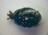  ( - BFB_Col_FK_3382)  @11 [ ] CreativeCommons - Attribution Non-Commercial Share-Alike (2012) Zoologische Staatssammlung Muenchen SNSB, Zoologische Staatssammlung Muenchen