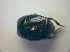  ( - BFB_Col_FK_3415)  @11 [ ] CreativeCommons - Attribution Non-Commercial Share-Alike (2012) Zoologische Staatssammlung Muenchen SNSB, Zoologische Staatssammlung Muenchen