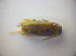  ( - BFB_Col_FK_3516)  @13 [ ] CreativeCommons - Attribution Non-Commercial Share-Alike (2010) Zoologische Staatssammlung Muenchen SNSB, Zoologische Staatssammlung Muenchen