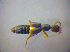  ( - BFB_Col_FK_3545)  @13 [ ] CreativeCommons - Attribution Non-Commercial Share-Alike (2010) Zoologische Staatssammlung Muenchen SNSB, Zoologische Staatssammlung Muenchen