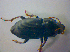  ( - BFB_Col_FK_3553)  @12 [ ] CreativeCommons - Attribution Non-Commercial Share-Alike (2010) Zoologische Staatssammlung Muenchen SNSB, Zoologische Staatssammlung Muenchen