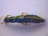  ( - BFB_Col_FK_3585)  @12 [ ] CreativeCommons - Attribution Non-Commercial Share-Alike (2010) Zoologische Staatssammlung Muenchen SNSB, Zoologische Staatssammlung Muenchen