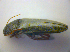  ( - BFB_Col_FK_3622)  @12 [ ] CreativeCommons - Attribution Non-Commercial Share-Alike (2012) Zoologische Staatssammlung Muenchen SNSB, Zoologische Staatssammlung Muenchen