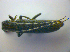  ( - BFB_Col_FK_3623)  @12 [ ] CreativeCommons - Attribution Non-Commercial Share-Alike (2012) Zoologische Staatssammlung Muenchen SNSB, Zoologische Staatssammlung Muenchen