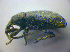  ( - BFB_Col_FK_3629)  @12 [ ] CreativeCommons - Attribution Non-Commercial Share-Alike (2012) Zoologische Staatssammlung Muenchen SNSB, Zoologische Staatssammlung Muenchen
