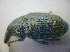  (Larinus turbinatus - BFB_Col_FK_3630)  @13 [ ] CreativeCommons - Attribution Non-Commercial Share-Alike (2012) Zoologische Staatssammlung Muenchen SNSB, Zoologische Staatssammlung Muenchen