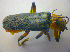  ( - BFB_Col_FK_3631)  @13 [ ] CreativeCommons - Attribution Non-Commercial Share-Alike (2012) Zoologische Staatssammlung Muenchen SNSB, Zoologische Staatssammlung Muenchen