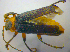  ( - BFB_Col_FK_3632)  @12 [ ] CreativeCommons - Attribution Non-Commercial Share-Alike (2012) Zoologische Staatssammlung Muenchen SNSB, Zoologische Staatssammlung Muenchen