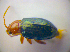  ( - BFB_Col_FK_3672)  @11 [ ] CreativeCommons - Attribution Non-Commercial Share-Alike (2012) Zoologische Staatssammlung Muenchen SNSB, Zoologische Staatssammlung Muenchen