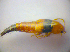  ( - BFB_Col_FK_3673)  @12 [ ] CreativeCommons - Attribution Non-Commercial Share-Alike (2012) Zoologische Staatssammlung Muenchen SNSB, Zoologische Staatssammlung Muenchen