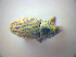  ( - BFB_Col_FK_3687)  @11 [ ] CreativeCommons - Attribution Non-Commercial Share-Alike (2012) Zoologische Staatssammlung Muenchen SNSB, Zoologische Staatssammlung Muenchen