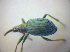  ( - BFB_Col_FK_3700)  @12 [ ] CreativeCommons - Attribution Non-Commercial Share-Alike (2012) Zoologische Staatssammlung Muenchen SNSB, Zoologische Staatssammlung Muenchen