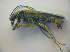  (Oedemera lurida - BFB_Col_FK_3898)  @14 [ ] CreativeCommons - Attribution Non-Commercial Share-Alike (2012) Zoologische Staatssammlung Muenchen SNSB, Zoologische Staatssammlung Muenchen