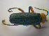  ( - BFB_Col_FK_3901)  @12 [ ] CreativeCommons - Attribution Non-Commercial Share-Alike (2012) Zoologische Staatssammlung Muenchen SNSB, Zoologische Staatssammlung Muenchen
