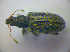  ( - BFB_Col_FK_3911)  @12 [ ] CreativeCommons - Attribution Non-Commercial Share-Alike (2012) Zoologische Staatssammlung Muenchen SNSB, Zoologische Staatssammlung Muenchen