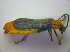  (Silis ruficollis - BFB_Col_FK_3916)  @14 [ ] CreativeCommons - Attribution Non-Commercial Share-Alike (2012) Zoologische Staatssammlung Muenchen SNSB, Zoologische Staatssammlung Muenchen