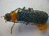  ( - BFB_Col_FK_3917)  @11 [ ] CreativeCommons - Attribution Non-Commercial Share-Alike (2012) Zoologische Staatssammlung Muenchen SNSB, Zoologische Staatssammlung Muenchen