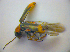  ( - BFB_Col_FK_3918)  @13 [ ] CreativeCommons - Attribution Non-Commercial Share-Alike (2012) Zoologische Staatssammlung Muenchen SNSB, Zoologische Staatssammlung Muenchen