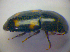  ( - BFB_Col_FK_3922)  @11 [ ] CreativeCommons - Attribution Non-Commercial Share-Alike (2012) Zoologische Staatssammlung Muenchen SNSB, Zoologische Staatssammlung Muenchen