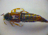  ( - BFB_Col_FK_3936)  @11 [ ] CreativeCommons - Attribution Non-Commercial Share-Alike (2012) Zoologische Staatssammlung Muenchen SNSB, Zoologische Staatssammlung Muenchen
