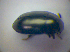  ( - BFB_Col_FK_3939)  @11 [ ] CreativeCommons - Attribution Non-Commercial Share-Alike (2012) Zoologische Staatssammlung Muenchen SNSB, Zoologische Staatssammlung Muenchen