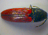  ( - BFB_Col_FK_3957)  @13 [ ] CreativeCommons - Attribution Non-Commercial Share-Alike (2012) Zoologische Staatssammlung Muenchen SNSB, Zoologische Staatssammlung Muenchen
