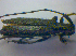  ( - BFB_Col_FK_3958)  @11 [ ] CreativeCommons - Attribution Non-Commercial Share-Alike (2012) Zoologische Staatssammlung Muenchen SNSB, Zoologische Staatssammlung Muenchen