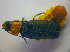  ( - BFB_Col_FK_3970)  @11 [ ] CreativeCommons - Attribution Non-Commercial Share-Alike (2012) Zoologische Staatssammlung Muenchen SNSB, Zoologische Staatssammlung Muenchen