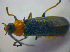  ( - BFB_Col_FK_3971)  @11 [ ] CreativeCommons - Attribution Non-Commercial Share-Alike (2012) Zoologische Staatssammlung Muenchen SNSB, Zoologische Staatssammlung Muenchen