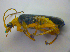  ( - BFB_Col_FK_3973)  @11 [ ] CreativeCommons - Attribution Non-Commercial Share-Alike (2012) Zoologische Staatssammlung Muenchen SNSB, Zoologische Staatssammlung Muenchen