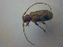  ( - BFB_Col_FK_3816)  @12 [ ] CreativeCommons - Attribution Non-Commercial Share-Alike (2012) Zoologische Staatssammlung Muenchen SNSB, Zoologische Staatssammlung Muenchen