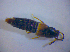  ( - BFB_Col_FK_3850)  @12 [ ] CreativeCommons - Attribution Non-Commercial Share-Alike (2012) Zoologische Staatssammlung Muenchen SNSB, Zoologische Staatssammlung Muenchen