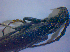  ( - BFB_Col_FK_3868)  @12 [ ] CreativeCommons - Attribution Non-Commercial Share-Alike (2012) Zoologische Staatssammlung Muenchen SNSB, Zoologische Staatssammlung Muenchen
