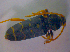  ( - BFB_Col_FK_3876)  @11 [ ] CreativeCommons - Attribution Non-Commercial Share-Alike (2012) Zoologische Staatssammlung Muenchen SNSB, Zoologische Staatssammlung Muenchen