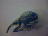  (Cyanapion - BFB_Col_FK_3886)  @14 [ ] CreativeCommons - Attribution Non-Commercial Share-Alike (2012) Zoologische Staatssammlung Muenchen SNSB, Zoologische Staatssammlung Muenchen