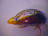  ( - BFB_Col_FK_4034)  @12 [ ] CreativeCommons - Attribution Non-Commercial Share-Alike (2012) Zoologische Staatssammlung Muenchen SNSB, Zoologische Staatssammlung Muenchen