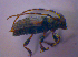  ( - BFB_Col_FK_4052)  @12 [ ] CreativeCommons - Attribution Non-Commercial Share-Alike (2012) Zoologische Staatssammlung Muenchen SNSB, Zoologische Staatssammlung Muenchen