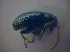  ( - BFB_Col_FK_4411)  @11 [ ] CreativeCommons - Attribution Non-Commercial Share-Alike (2012) Zoologische Staatssammlung Muenchen SNSB, Zoologische Staatssammlung Muenchen