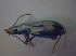  ( - BFB_Col_FK_4413)  @12 [ ] CreativeCommons - Attribution Non-Commercial Share-Alike (2012) Zoologische Staatssammlung Muenchen SNSB, Zoologische Staatssammlung Muenchen