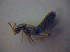  ( - BFB_Col_FK_4415)  @12 [ ] CreativeCommons - Attribution Non-Commercial Share-Alike (2012) Zoologische Staatssammlung Muenchen SNSB, Zoologische Staatssammlung Muenchen
