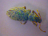  ( - BFB_Col_FK_4443)  @12 [ ] CreativeCommons - Attribution Non-Commercial Share-Alike (2012) Zoologische Staatssammlung Muenchen SNSB, Zoologische Staatssammlung Muenchen