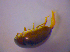  ( - BFB_Col_FK_4445)  @11 [ ] CreativeCommons - Attribution Non-Commercial Share-Alike (2012) Zoologische Staatssammlung Muenchen SNSB, Zoologische Staatssammlung Muenchen