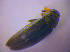  ( - BFB_Col_FK_4454)  @12 [ ] CreativeCommons - Attribution Non-Commercial Share-Alike (2012) Zoologische Staatssammlung Muenchen SNSB, Zoologische Staatssammlung Muenchen