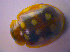  ( - BFB_Col_FK_4459)  @11 [ ] CreativeCommons - Attribution Non-Commercial Share-Alike (2012) Zoologische Staatssammlung Muenchen SNSB, Zoologische Staatssammlung Muenchen