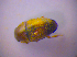  ( - BFB_Col_FK_4462)  @11 [ ] CreativeCommons - Attribution Non-Commercial Share-Alike (2012) Zoologische Staatssammlung Muenchen SNSB, Zoologische Staatssammlung Muenchen