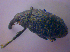  ( - BFB_Col_FK_4671)  @13 [ ] CreativeCommons - Attribution Non-Commercial Share-Alike (2012) Zoologische Staatssammlung Muenchen SNSB, Zoologische Staatssammlung Muenchen
